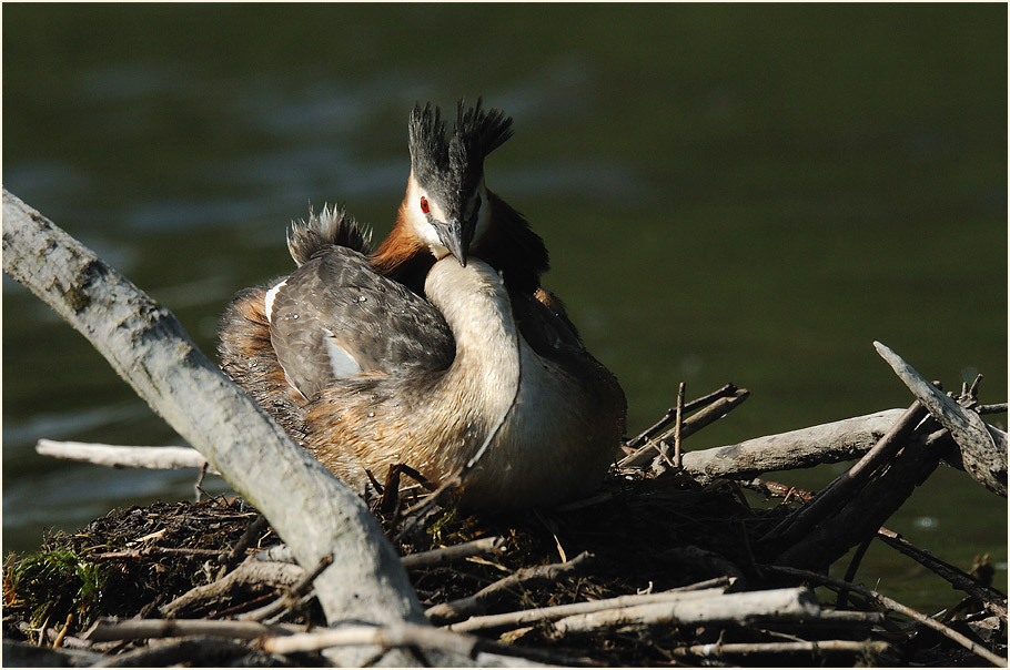 Haubentaucher (Podiceps cristatus)