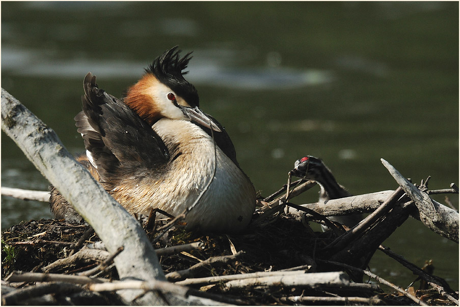 Haubentaucher (Podiceps cristatus)