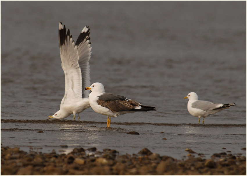 Heringsmöwe (Larus fuscus) mit 2 Sturmmöwen