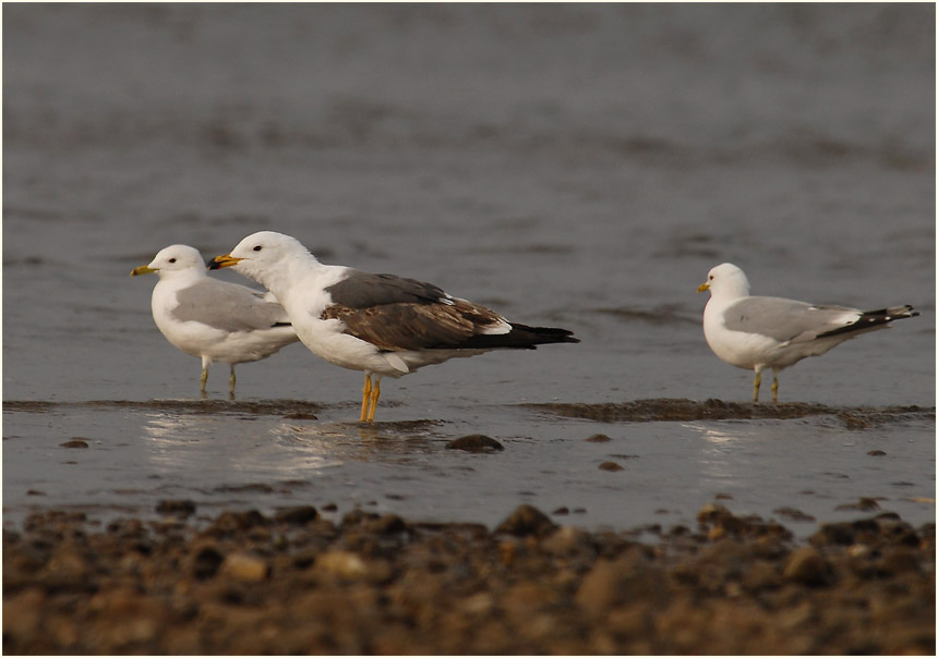 Heringsmöwe (Larus fuscus) mit 2 Sturmmöwen