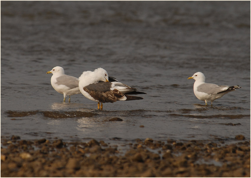 Heringsmöwe (Larus fuscus) mit 2 Sturmmöwen