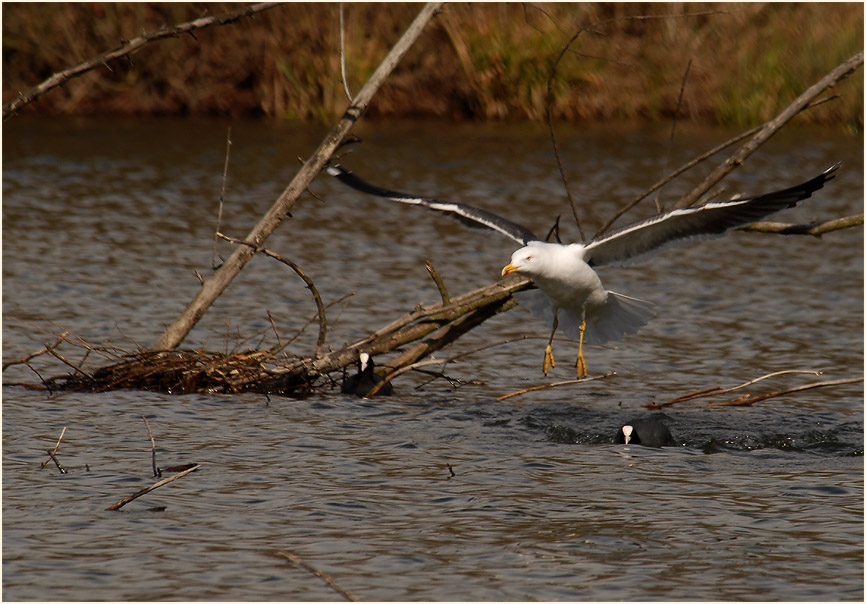 Heringsmöwe (Larus fuscus)