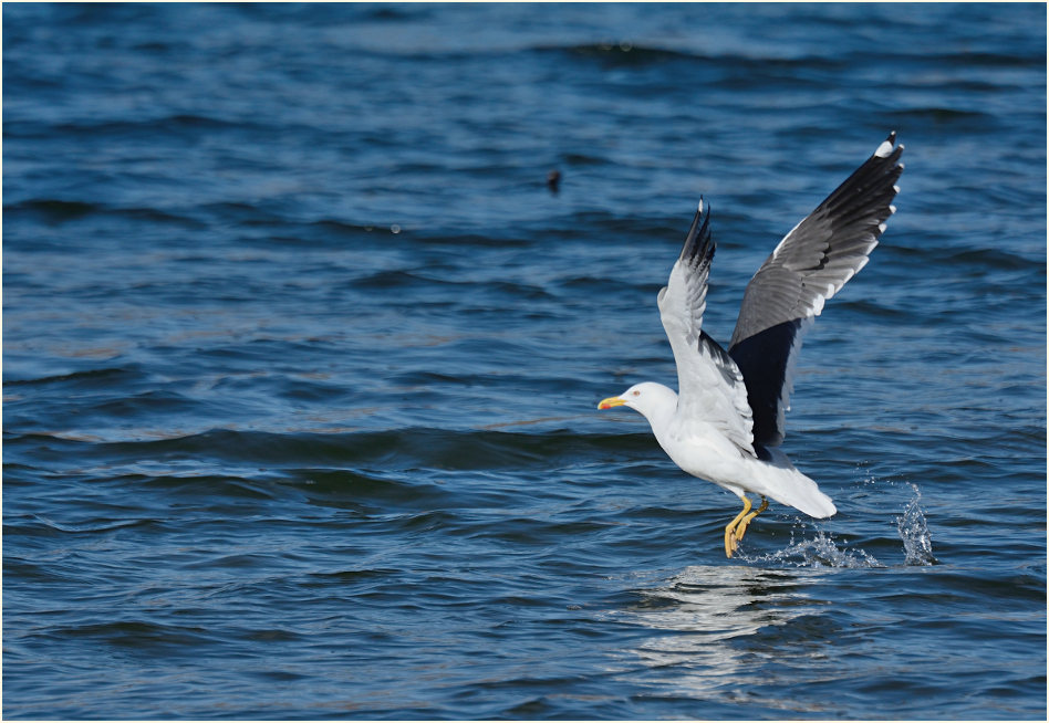 Heringsmöwe (Larus fuscus) mit 2 Sturmmöwen