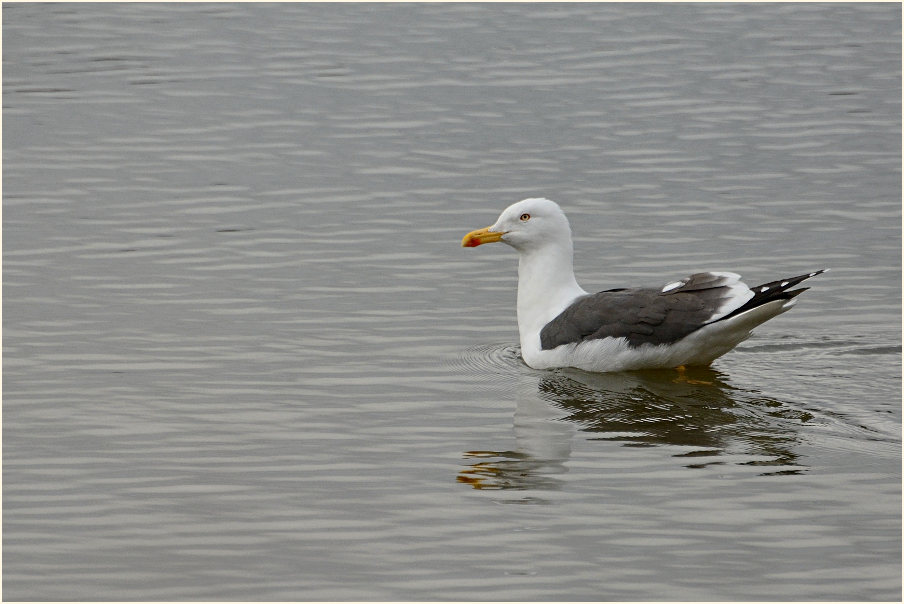 Heringsmöwe (Larus fuscus)