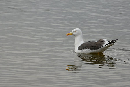 vergrößern