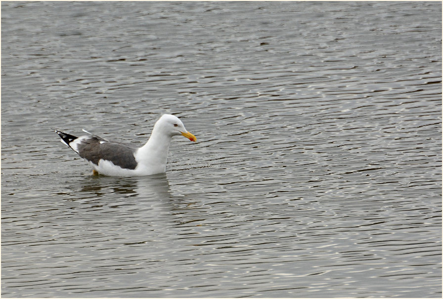 Heringsmöwe (Larus fuscus)