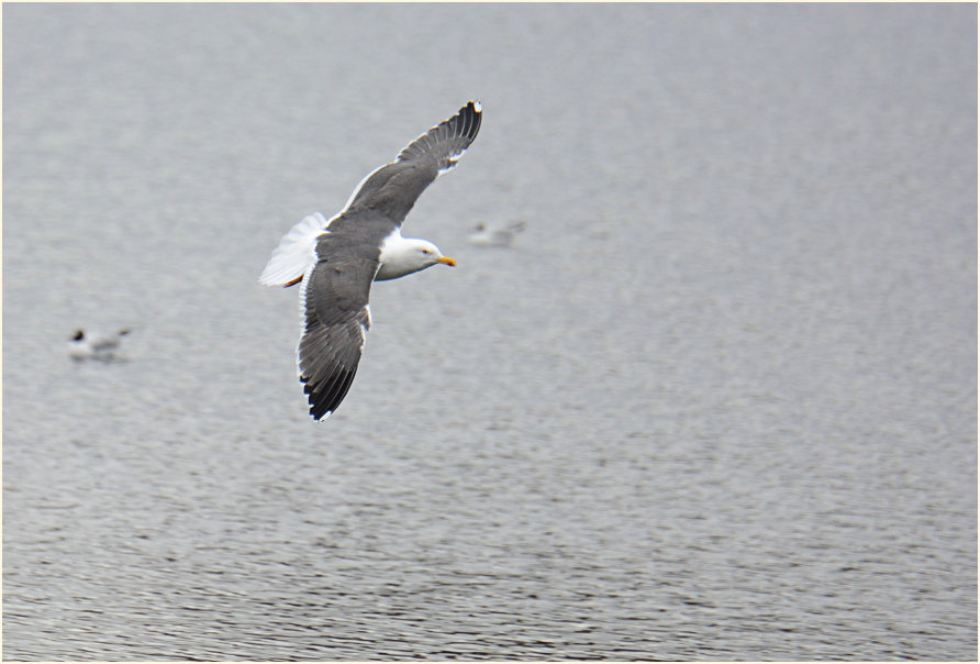 Heringsmöwe (Larus fuscus)