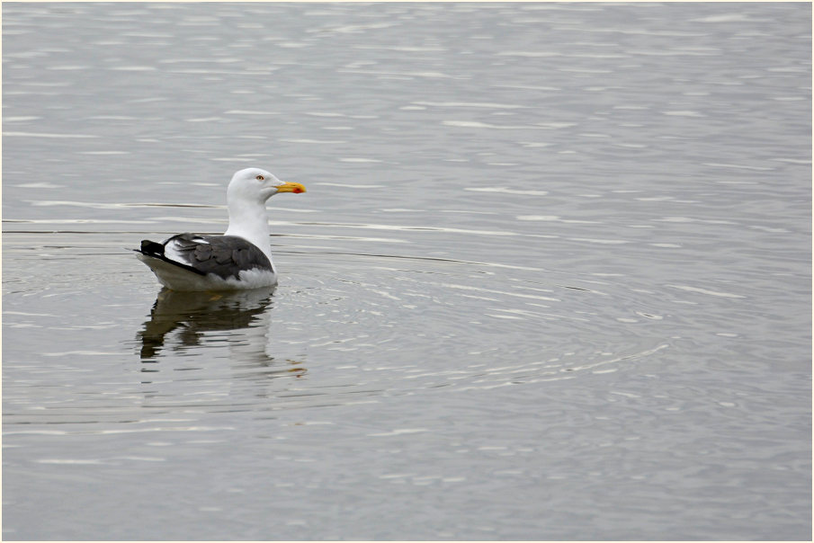 Heringsmöwe (Larus fuscus)
