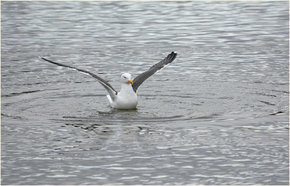 Heringsmöwe (Larus fuscus)