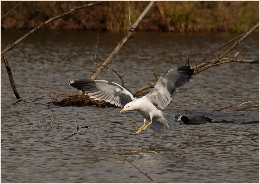 Heringsmöwe (Larus fuscus)