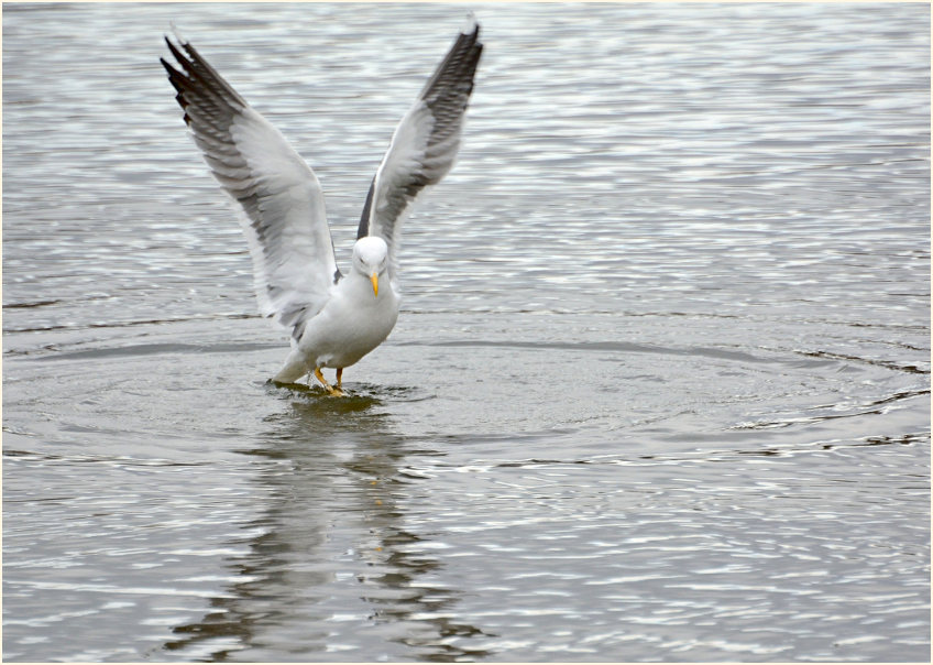 Heringsmöwe (Larus fuscus)