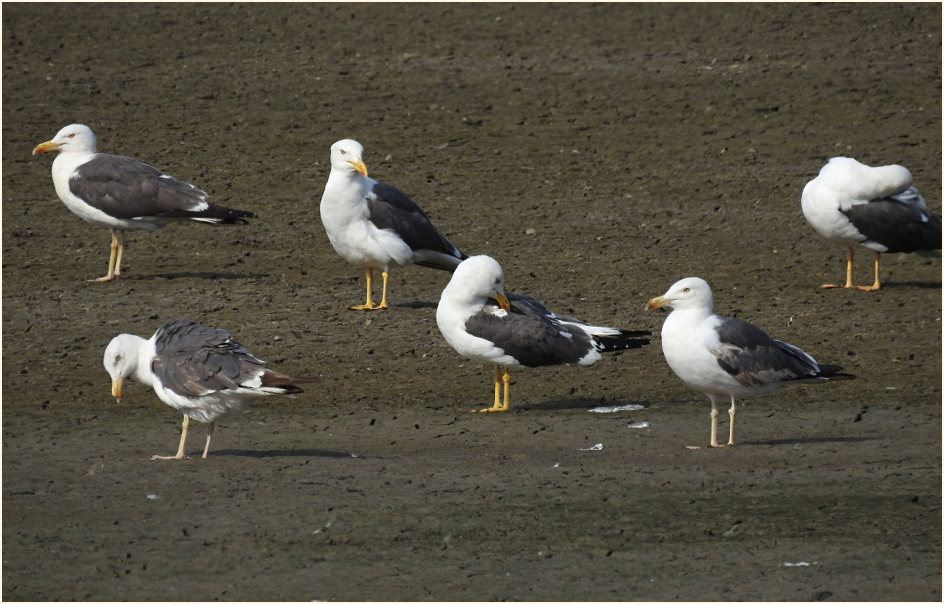 Heringsmöwe (Larus fuscus)
