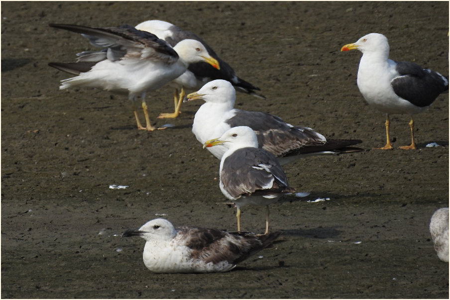 Heringsmöwe (Larus fuscus)