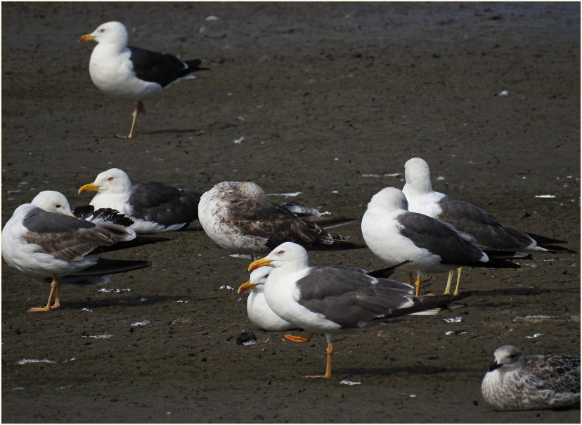 Heringsmöwe (Larus fuscus)