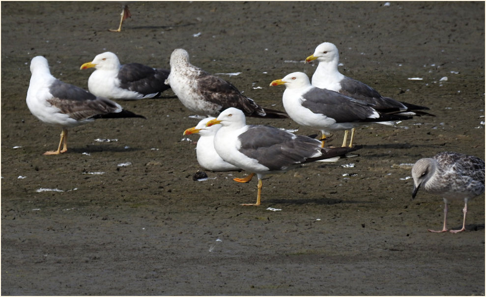 Heringsmöwe (Larus fuscus)
