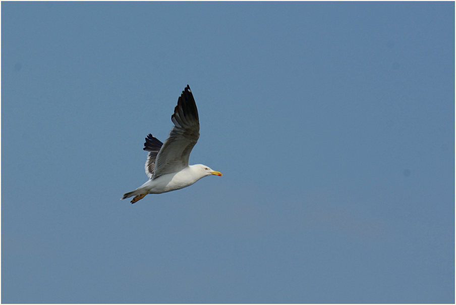 Heringsmöwe (Larus fuscus)