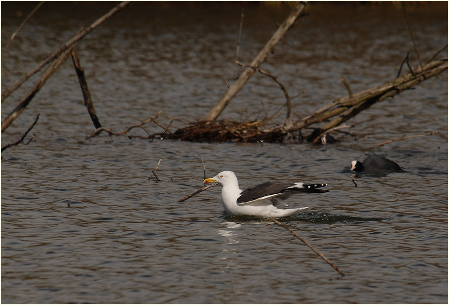 Heringsmöwe (Larus fuscus)