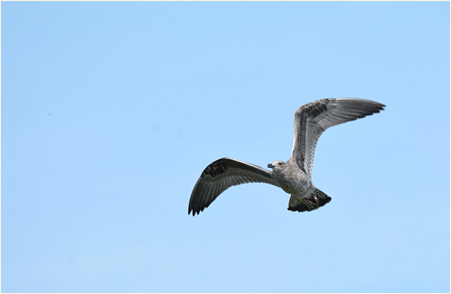 Heringsmöwe (Larus fuscus)