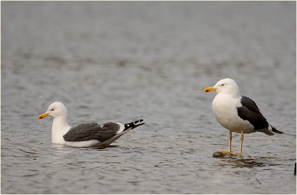 Heringsmöwe (Larus fuscus)