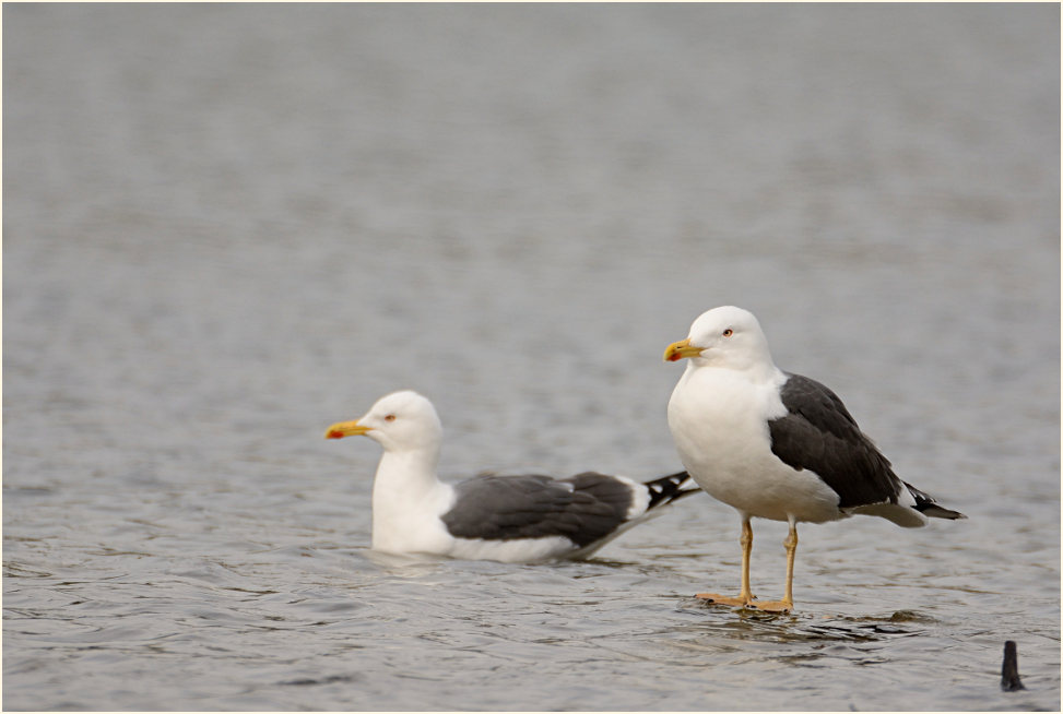 Heringsmöwe (Larus fuscus)