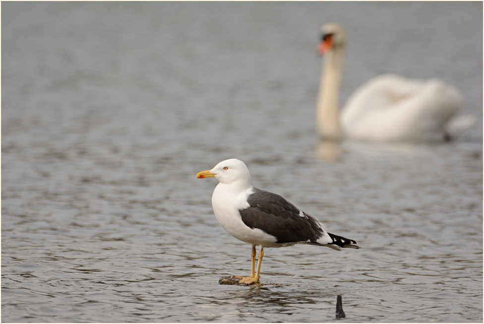 Heringsmöwe (Larus fuscus)