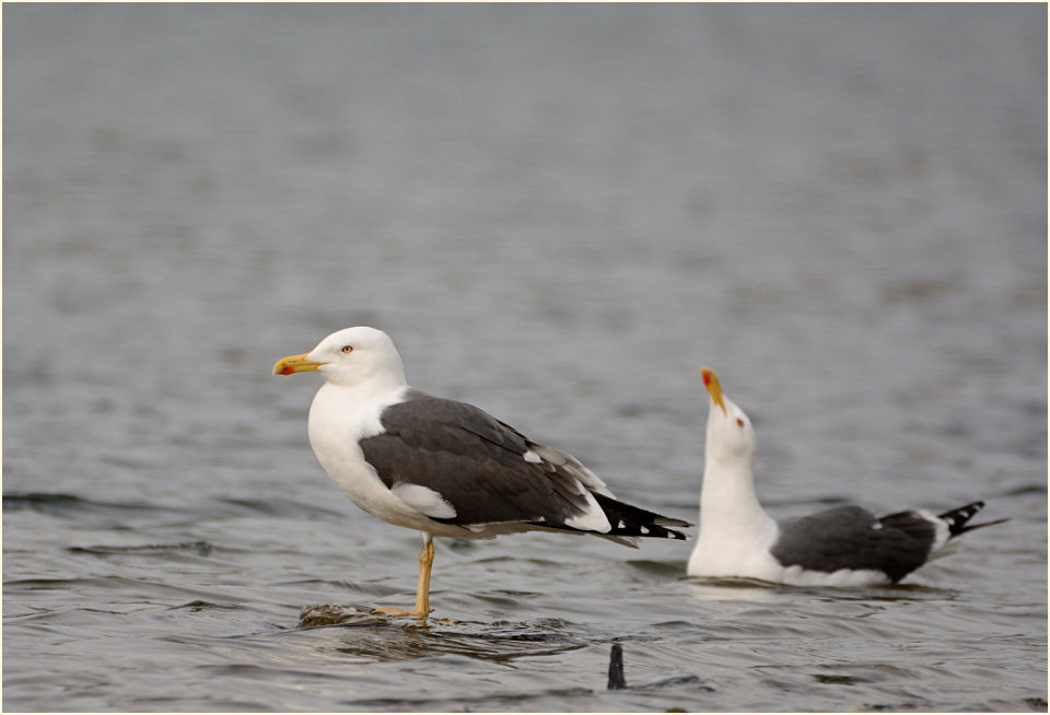 Heringsmöwe (Larus fuscus)