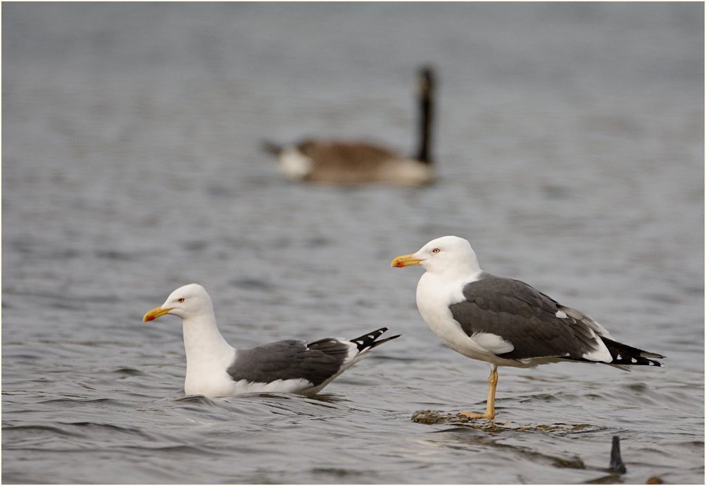 Heringsmöwe (Larus fuscus)