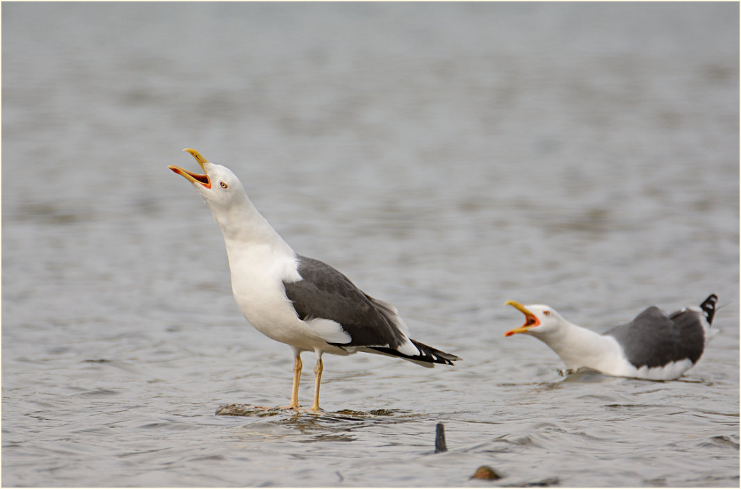 Heringsmöwe (Larus fuscus)