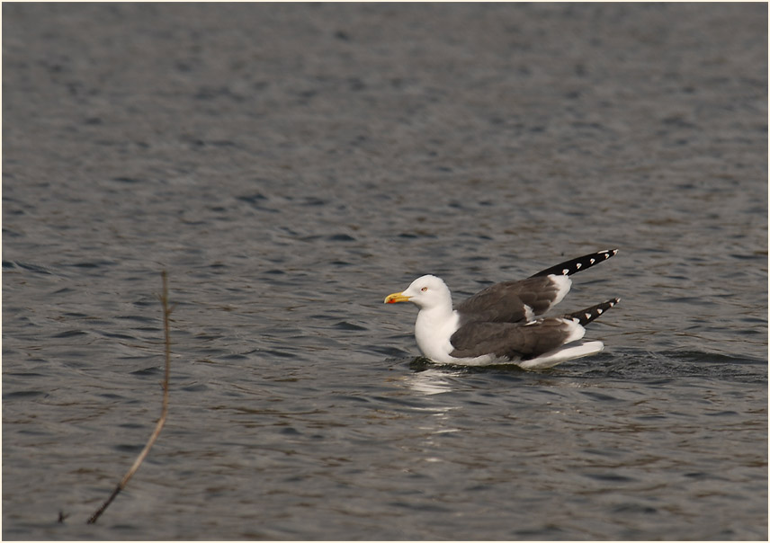 Heringsmöwe (Larus fuscus)
