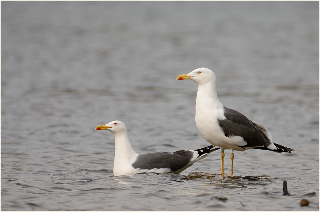 Heringsmöwe (Larus fuscus)