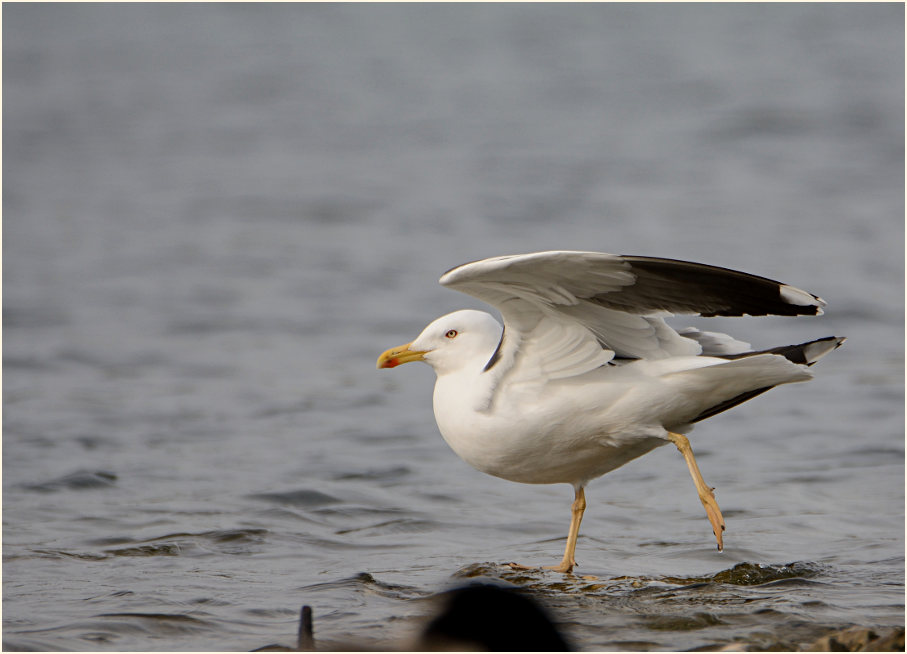 Heringsmöwe (Larus fuscus)