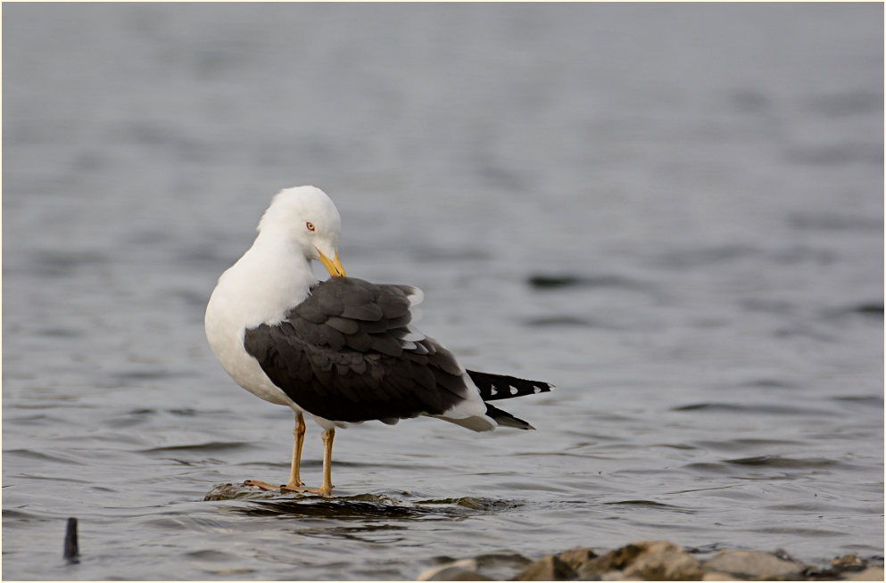 Heringsmöwe (Larus fuscus)