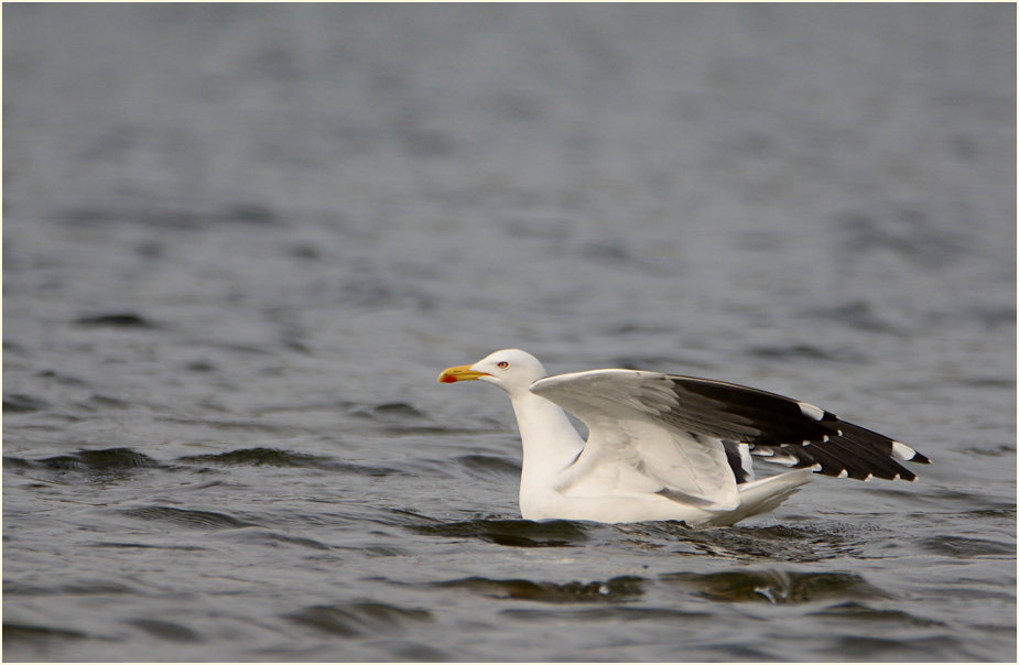 Heringsmöwe (Larus fuscus)