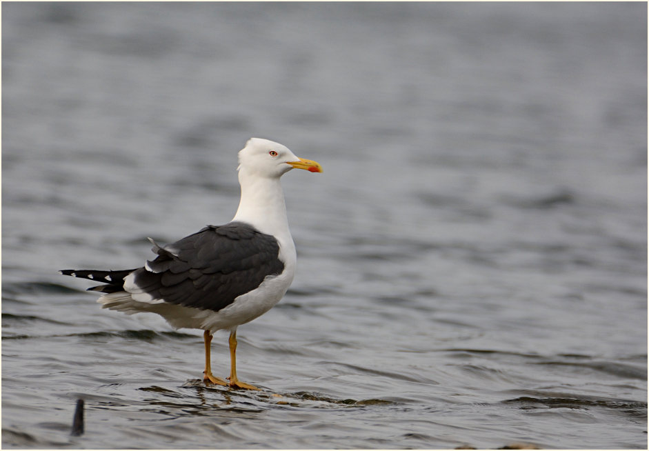 Heringsmöwe (Larus fuscus)
