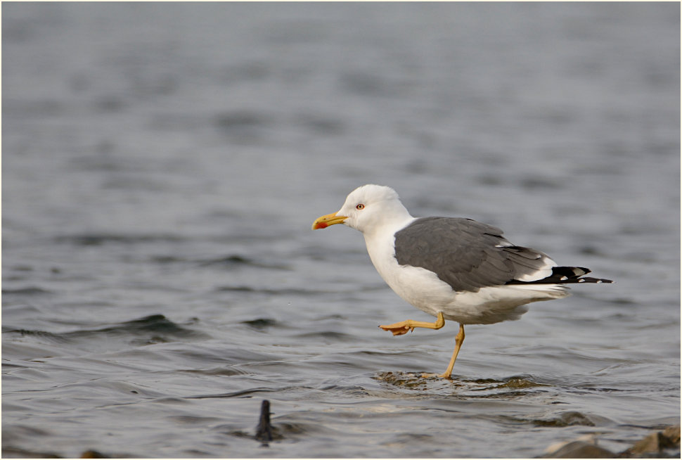 Heringsmöwe (Larus fuscus)