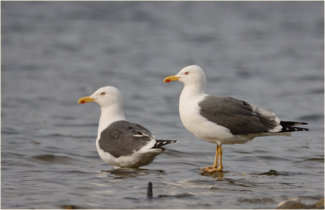 Heringsmöwe (Larus fuscus)