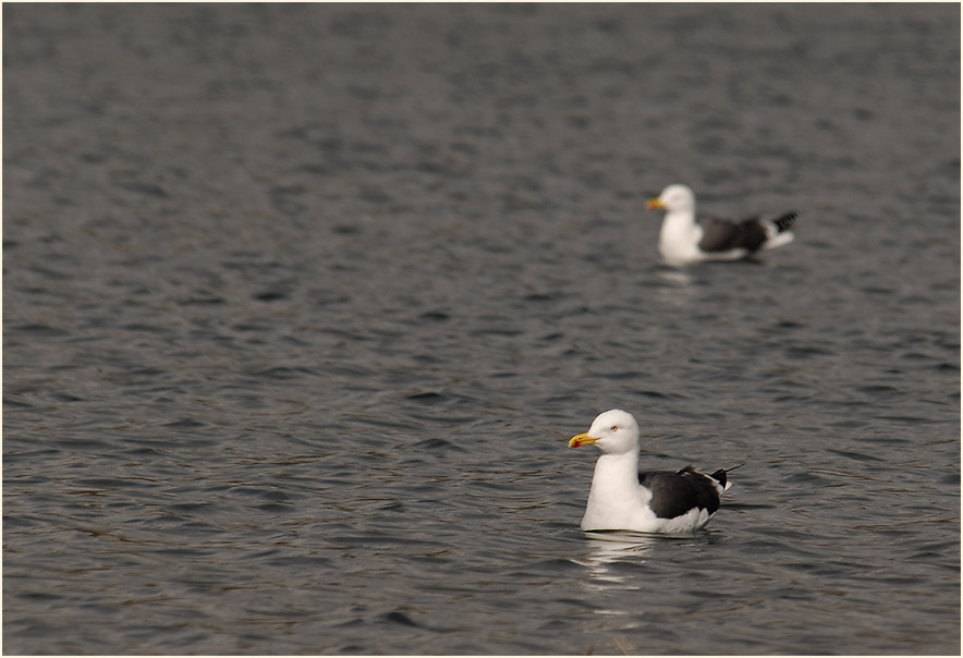 Heringsmöwe (Larus fuscus)