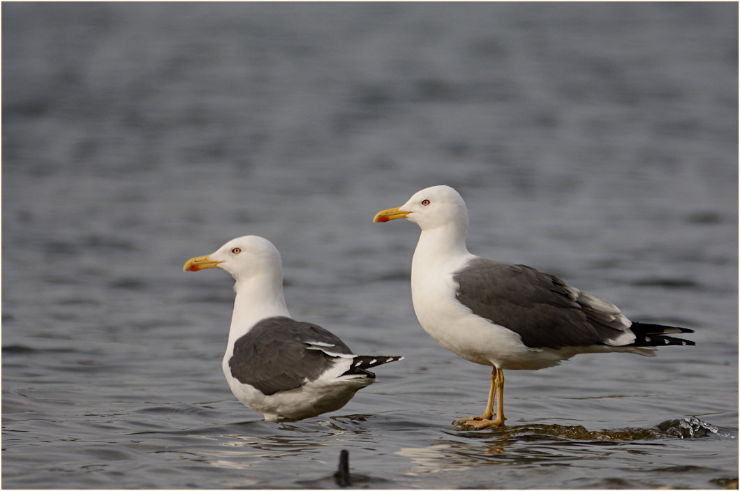 Heringsmöwe (Larus fuscus)