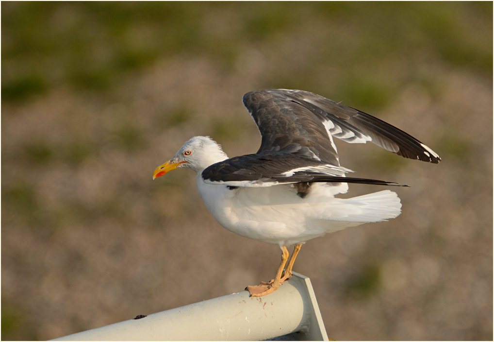 Heringsmöwe (Larus fuscus)