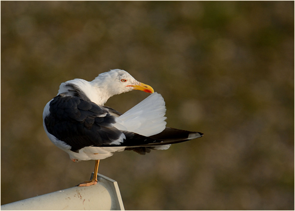 Heringsmöwe (Larus fuscus)