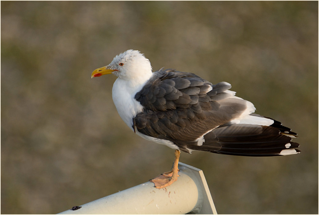 Heringsmöwe (Larus fuscus)