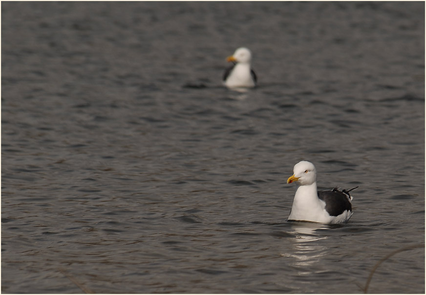 Heringsmöwe (Larus fuscus)