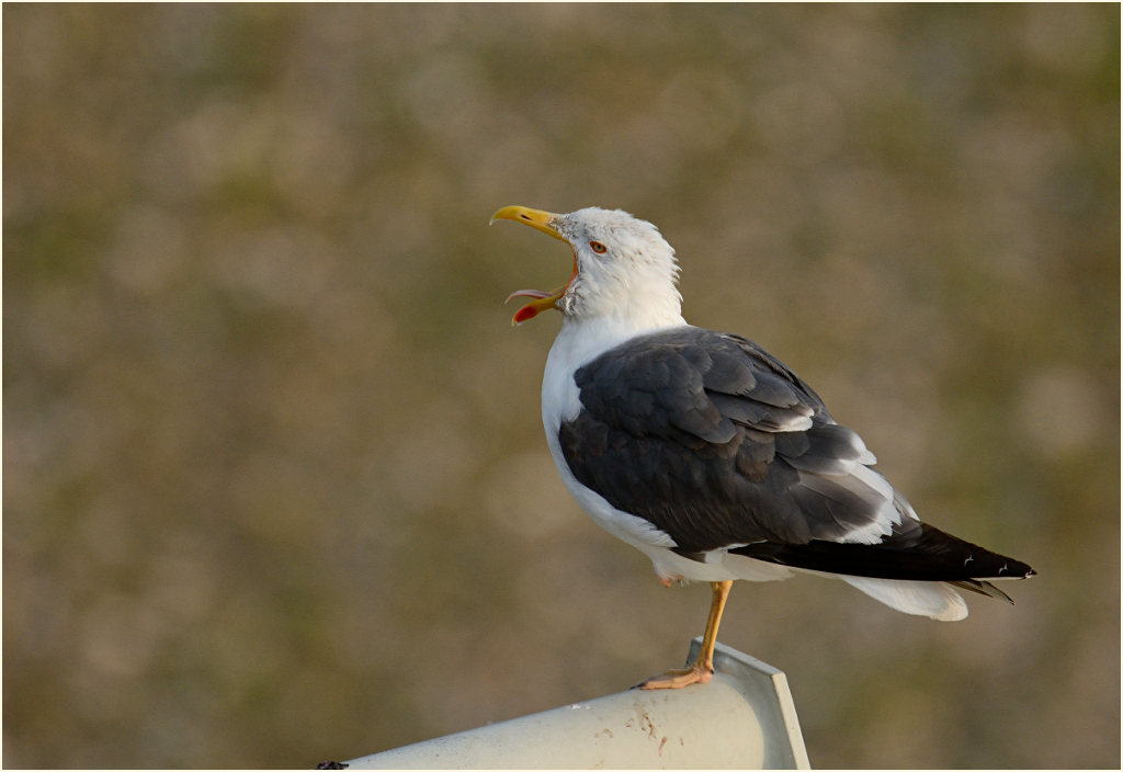 Heringsmöwe (Larus fuscus)