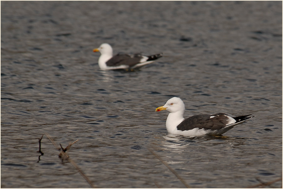 Heringsmöwe (Larus fuscus)