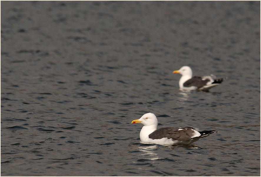 Heringsmöwe (Larus fuscus)