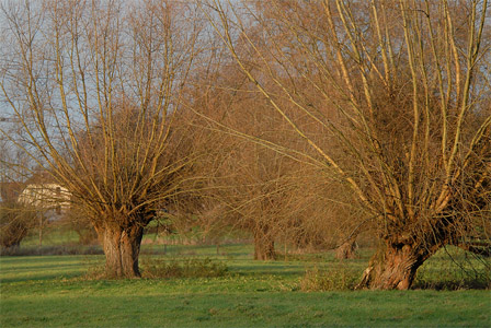 vergrößern