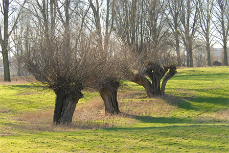 vergrößern