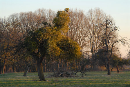 vergrößern