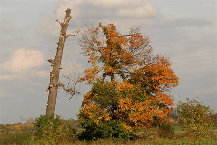 vergrößern