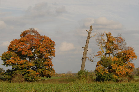 vergrößern